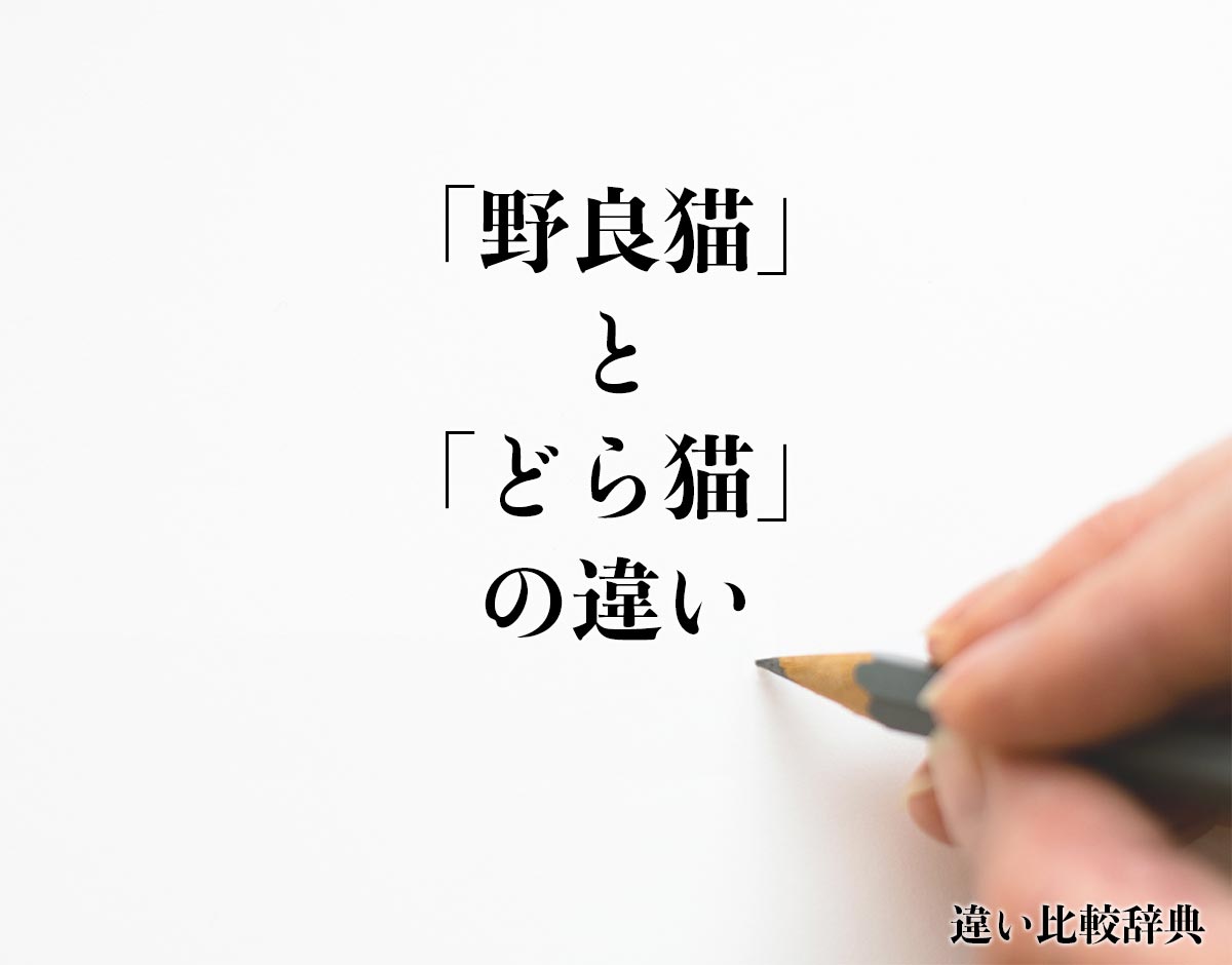 「野良猫」と「どら猫」の違い