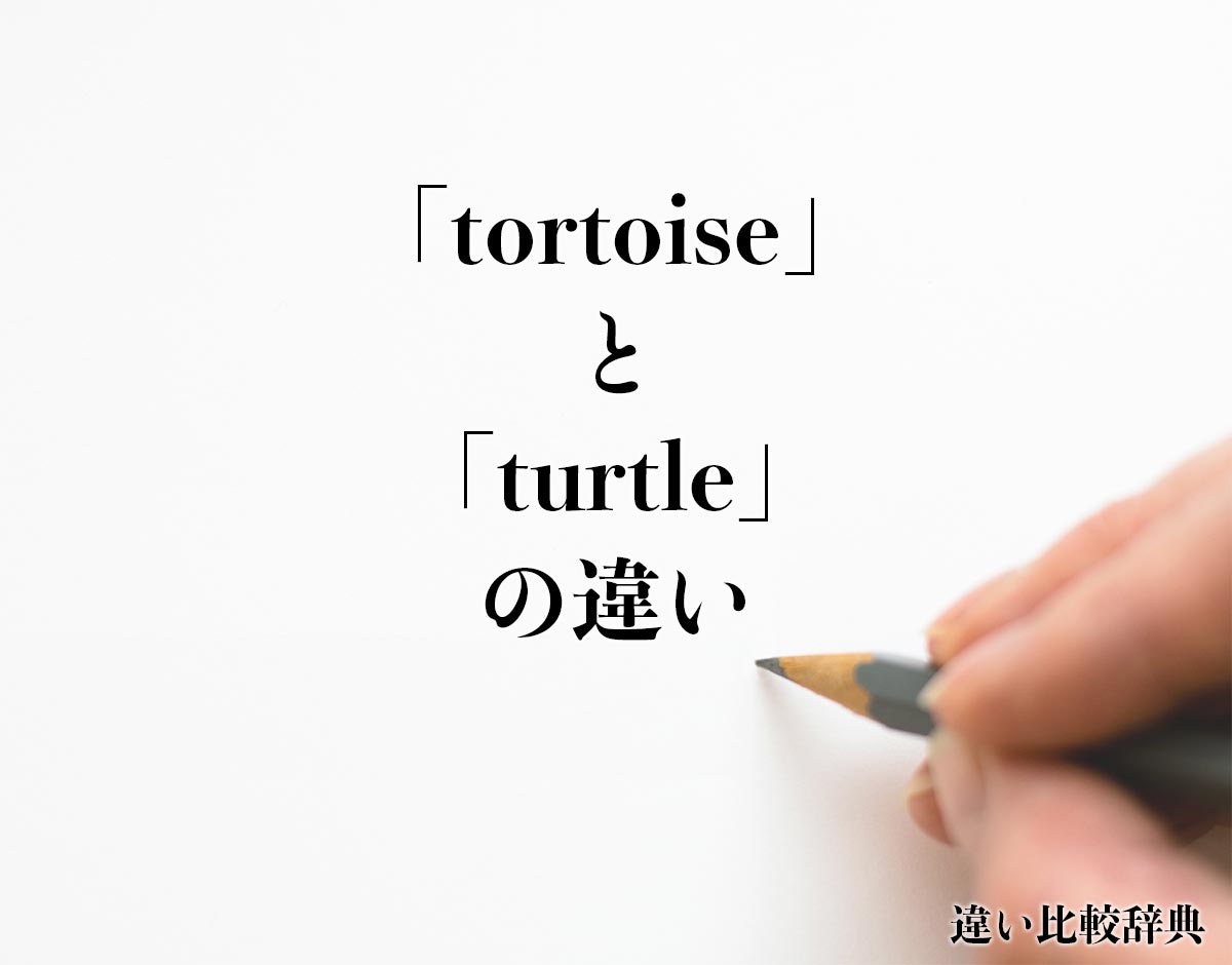 「tortoise」と「turtle」の違いとは？