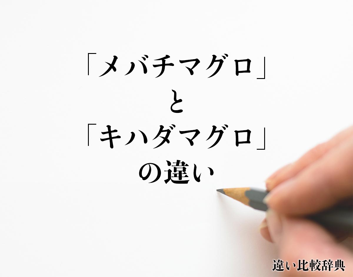 「メバチマグロ」と「キハダマグロ」の違いとは？