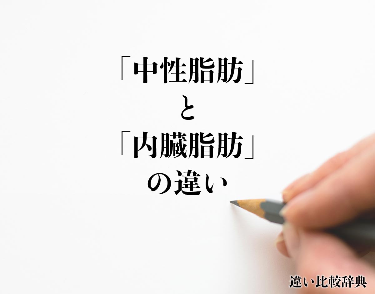 「中性脂肪」と「内臓脂肪」の違いとは？